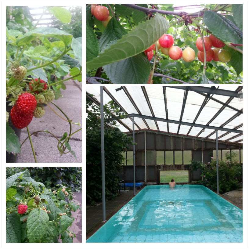greenhouse pool